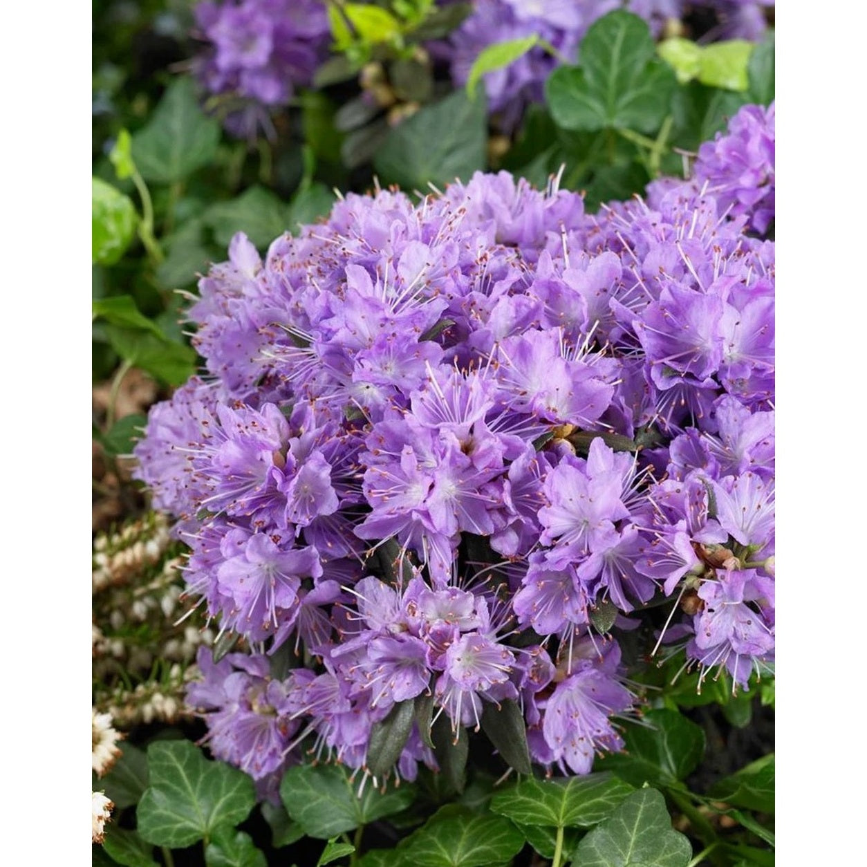 Rhododendron – Rhododendron 'Blumeria' - C2 20-25 CM